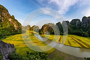 Yellow rice field on Ngo Dong river in Tam Coc Bich Dong from mountain top view in Ninh Binh, Viet Nam