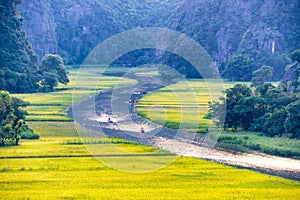 Yellow rice field on Ngo Dong river in Tam Coc Bich Dong from mountain top view in Ninh Binh, Viet Nam