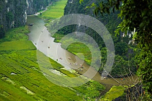 Yellow rice field on Ngo river in Tam Coc Bich from mountain top view in Ninh Binh