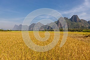 Yellow rice paddies with limestone.