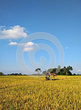 Yellow rice plants in the rice fields