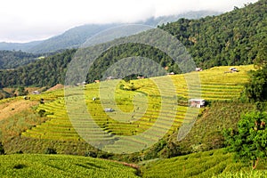 The yellow rice terraces fields.