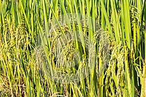 Yellow rice that is about to mature