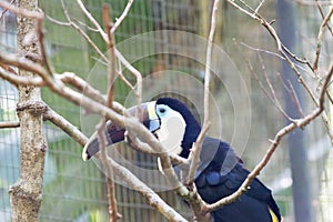 Yellow-ridged toucan