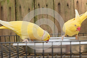 Yellow Ring Neck Parrot