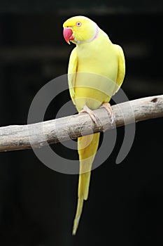 Yellow Ring-neck Parrot