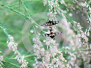 Yellow-ringed grass moths, Amata sperbius Fabricius or Tiger G