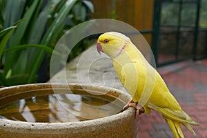 Yellow Ringneck Parakeet photo