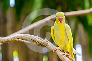 Yellow Ringnecked Parakeet .