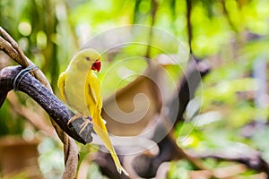 Yellow Ringnecked Parakeet (Psittacula krameri).