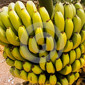 Yellow ripe banana bananas fruits tree