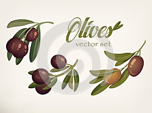 Yellow and ripe berries of olives with bleaks