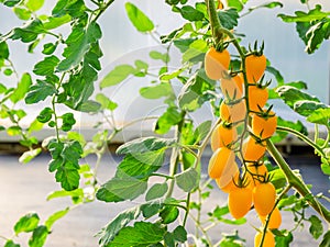 Yellow ripe cherry tomato plants growing in organic garden