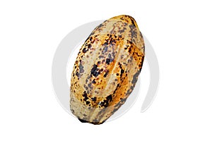 Yellow ripe cocoa pod isolated on white background.