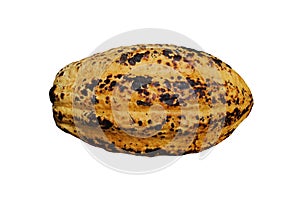 Yellow ripe cocoa pod isolated on white background.