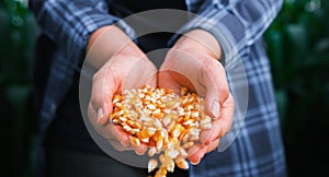 Yellow ripe corn grain in woman farmer hand pouring