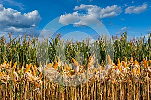 ripe corn on stalks for harvest in agricultural cultivated field with blue sky in the day photo