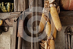 Yellow ripe dried corn cobs seeds decor hanged on wooden wall of old rural countrysdie barn. Rustic country farm