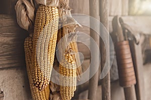 Yellow ripe dried corn cobs seeds decor hanged on wooden wall of old rural countrysdie barn. Rustic country farm