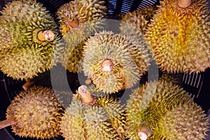 Yellow ripe durian with sharp thorn type of tropical fresh fruit