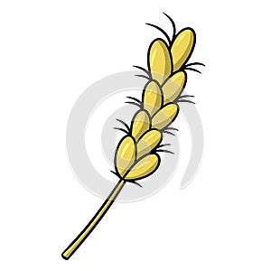 Yellow ripe ear, rye cereals, vector cartoon illustration