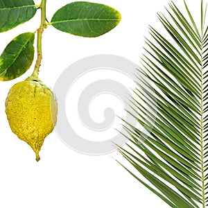 Yellow ripe etrog. Citron fruit and palm leaves for sukkah photo