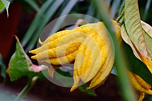 Yellow ripe fingered citron Buddha\'s hand (Citrus medica var. sarcodactylis)