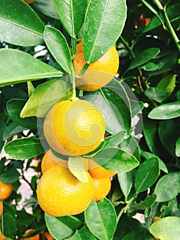 Yellow ripe kumquat in garden