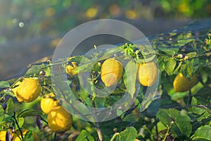 Yellow ripe lemons with green leaves on lemon tree covered by protective mesh