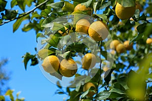 Yellow ripe lemons is hanging on the branch on blue sky background, selective focus. Backyard lemon tree.