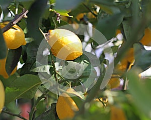 Maturo limoni sospeso un albero 