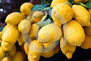 Yellow ripe lemons with leafs