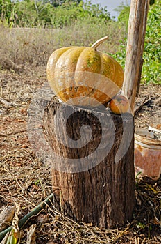 Yellow Ripe Pumpkin On Wooden Stand photo