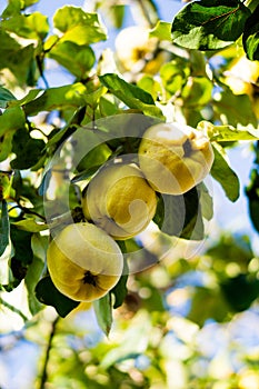 Yellow ripe quince on tree branch closeup