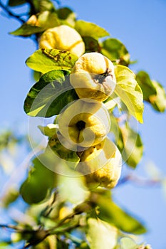 Yellow ripe quince on tree branch closeup