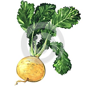 Yellow ripe turnip isolated, watercolor illustration on white