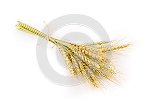 Yellow wheat bundle on white background