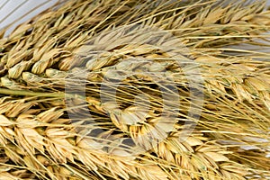 Yellow wheat bundle on white background