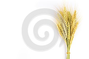 Yellow wheat bundle on white background