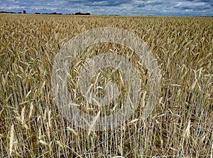 Yellow ripe wheat is waiting for combines.