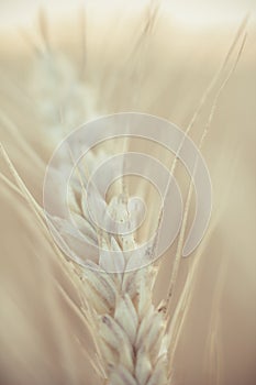 Yellow ripened spikelet of wheat on a field close