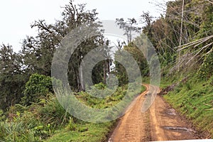 Yellow road in the forest. Aberdare landscape. Kenya