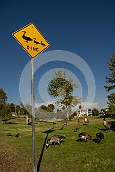 Yellow road sign with black graphic of a mother duck and two ducklings stating duck crossing