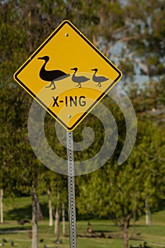 Yellow road sign with black graphic of a mother duck and two ducklings stating duck crossing