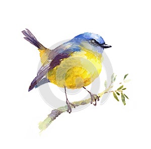 Yellow Robin Watercolor Bird Illustration Hand Drawn