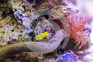 Yellow robust sea cucumber - Colochirus robustus photo