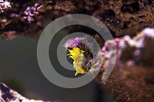 Yellow robust sea cucumber - Colochirus robustus photo