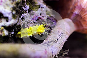 Yellow robust sea cucumber - Colochirus robustus photo