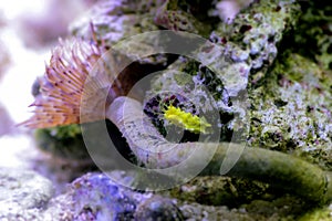 Yellow robust sea cucumber - Colochirus robustus photo