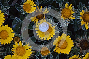 Yellow rocky daisy.Pallenis maritima Asteriscus maritimus